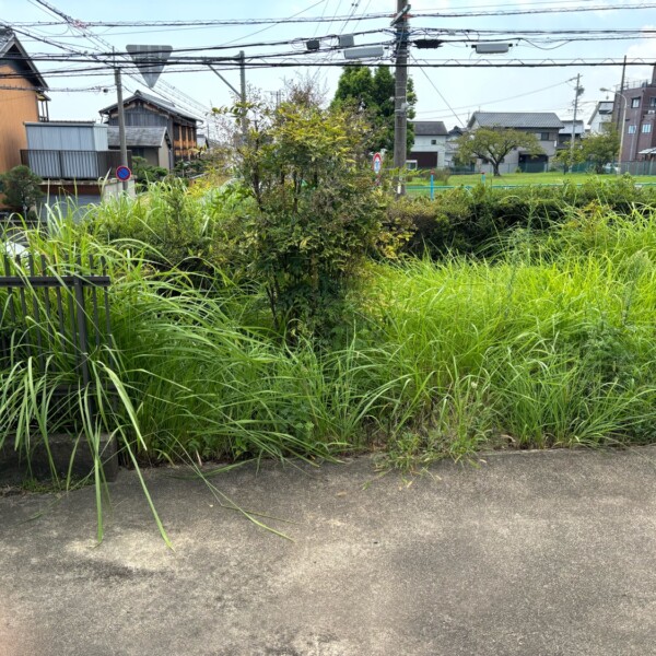草刈り前